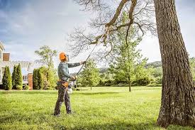 How Our Tree Care Process Works  in Elmer, NJ